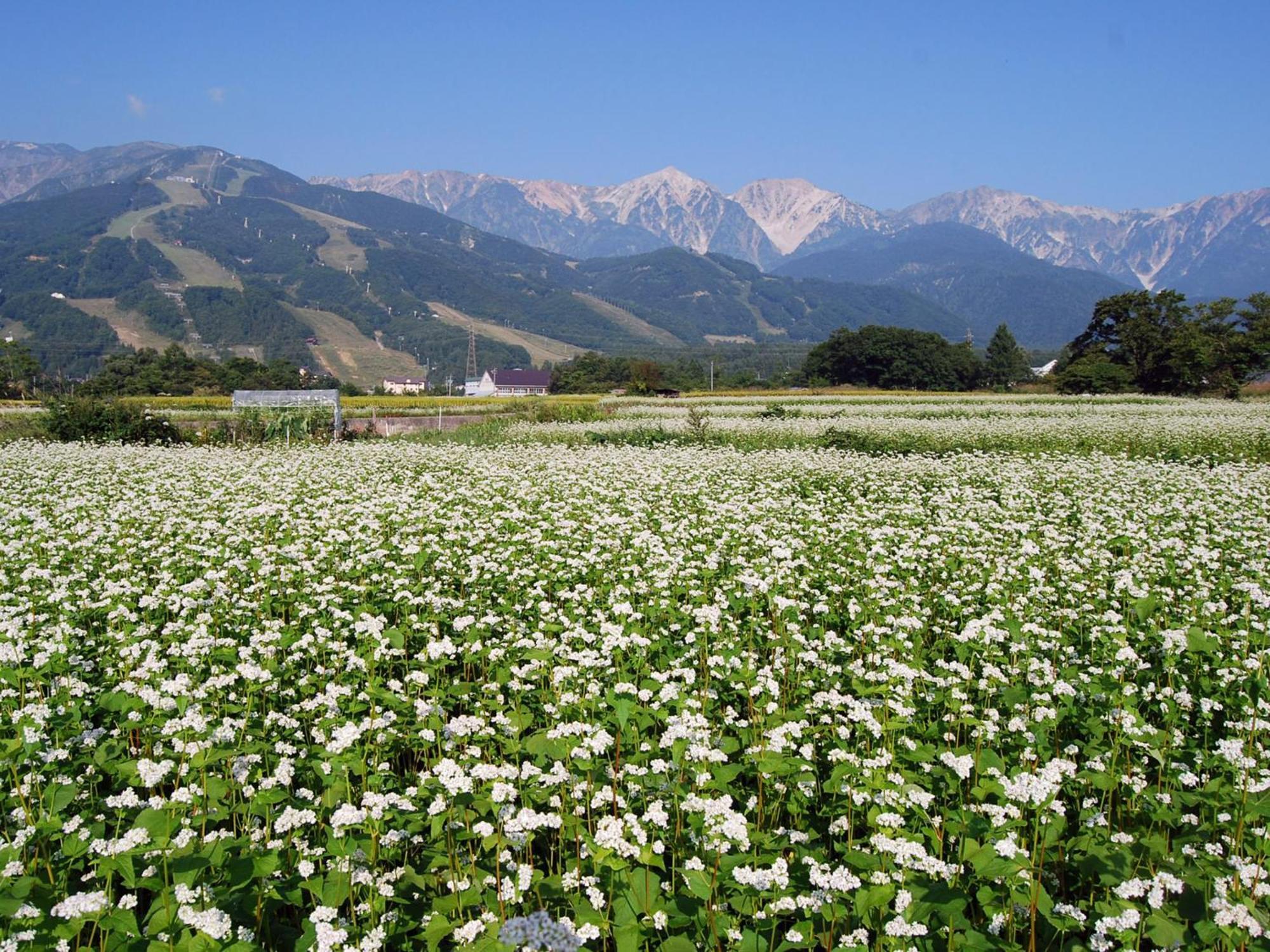 Kudo'S Lodge Hakuba Esterno foto